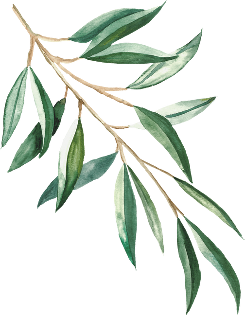 Watercolor Olive Branch Illustration